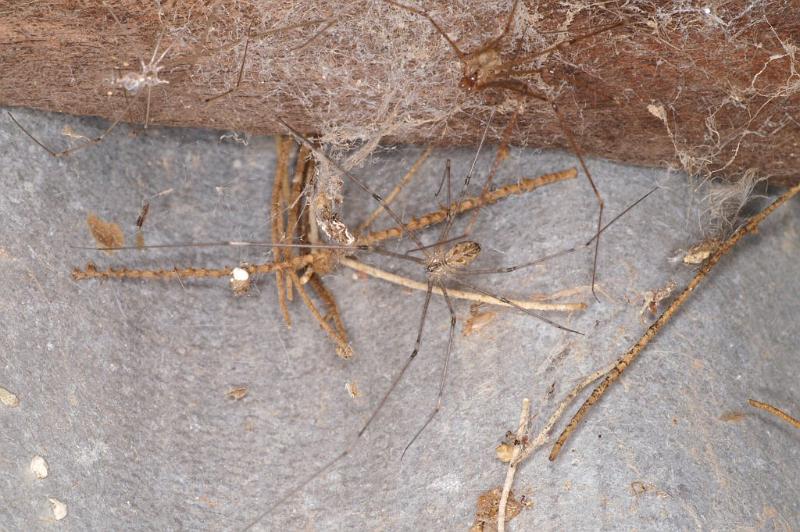 Trichocylus_nigropunctatus_D3663_Z_90_Hamelin pool_Australie.jpg